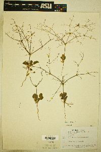 Eriogonum trichopes image