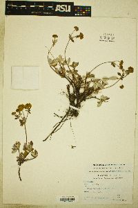 Eriogonum umbellatum var. argus image