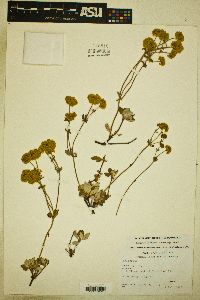 Eriogonum umbellatum var. argus image