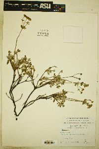 Eriogonum umbellatum var. argus image