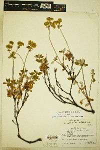 Eriogonum umbellatum var. argus image