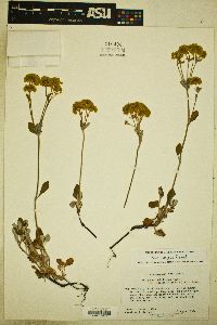 Eriogonum umbellatum var. argus image