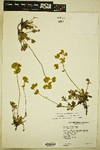 Eriogonum umbellatum var. aureum image