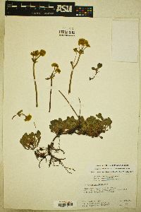 Eriogonum umbellatum var. aureum image