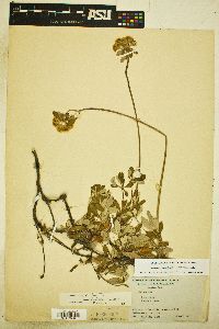 Eriogonum umbellatum var. majus image