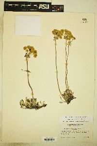 Eriogonum umbellatum var. majus image