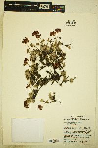 Eriogonum umbellatum var. minus image