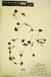 Eriogonum umbellatum var. minus image