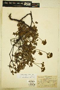 Eriogonum umbellatum var. modocense image