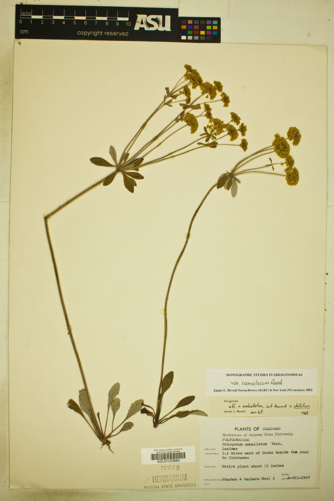 Eriogonum umbellatum var. ramulosum image