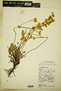 Eriogonum umbellatum var. subaridum image