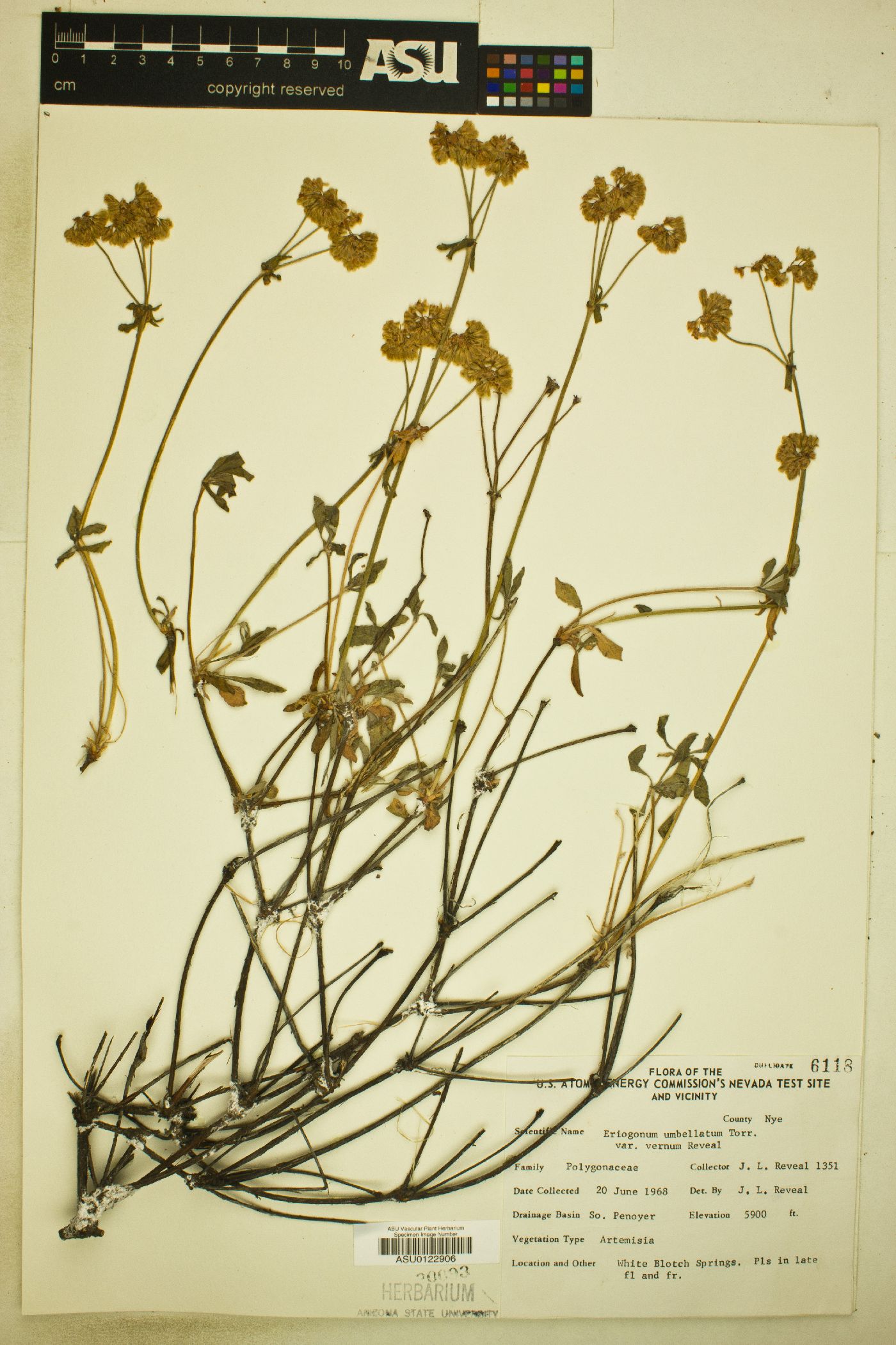 Eriogonum umbellatum var. vernum image