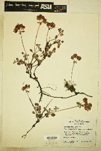 Eriogonum umbellatum var. versicolor image