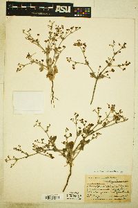 Eriogonum vestitum image