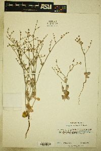 Eriogonum vestitum image