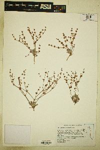 Eriogonum vimineum image