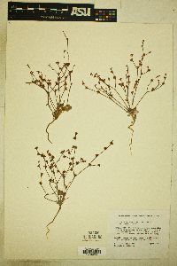 Eriogonum vimineum image