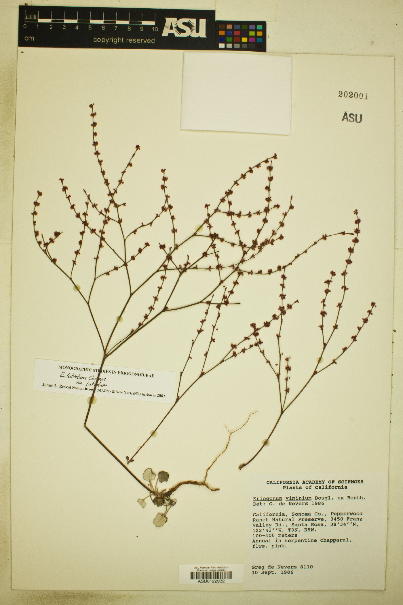 Eriogonum vimineum image