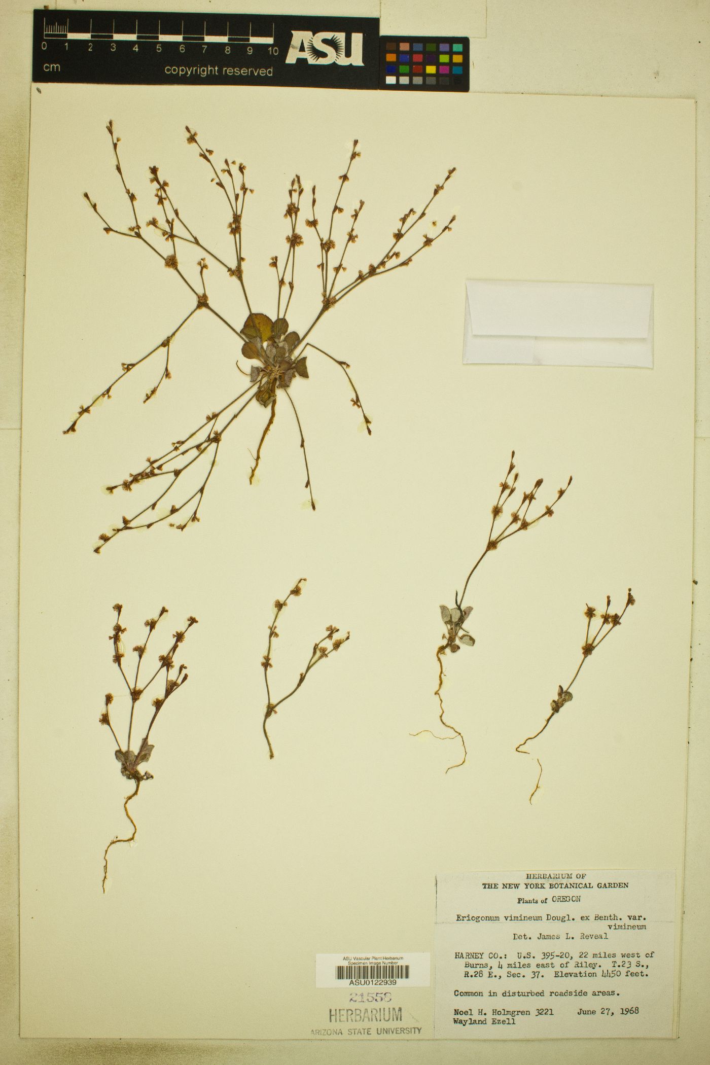 Eriogonum vimineum var. vimineum image