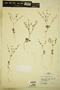 Eriogonum vimineum image