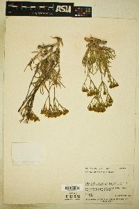 Eriogonum viridulum image