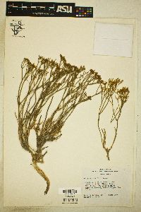 Eriogonum viridulum image