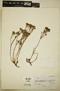 Eriogonum viridulum image