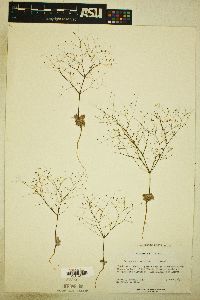 Eriogonum viscidulum image