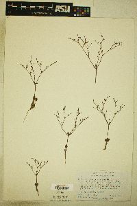 Image of Eriogonum visheri