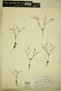 Eriogonum visheri image