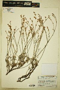 Eriogonum wrightii image