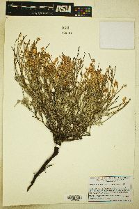 Eriogonum wrightii var. wrightii image