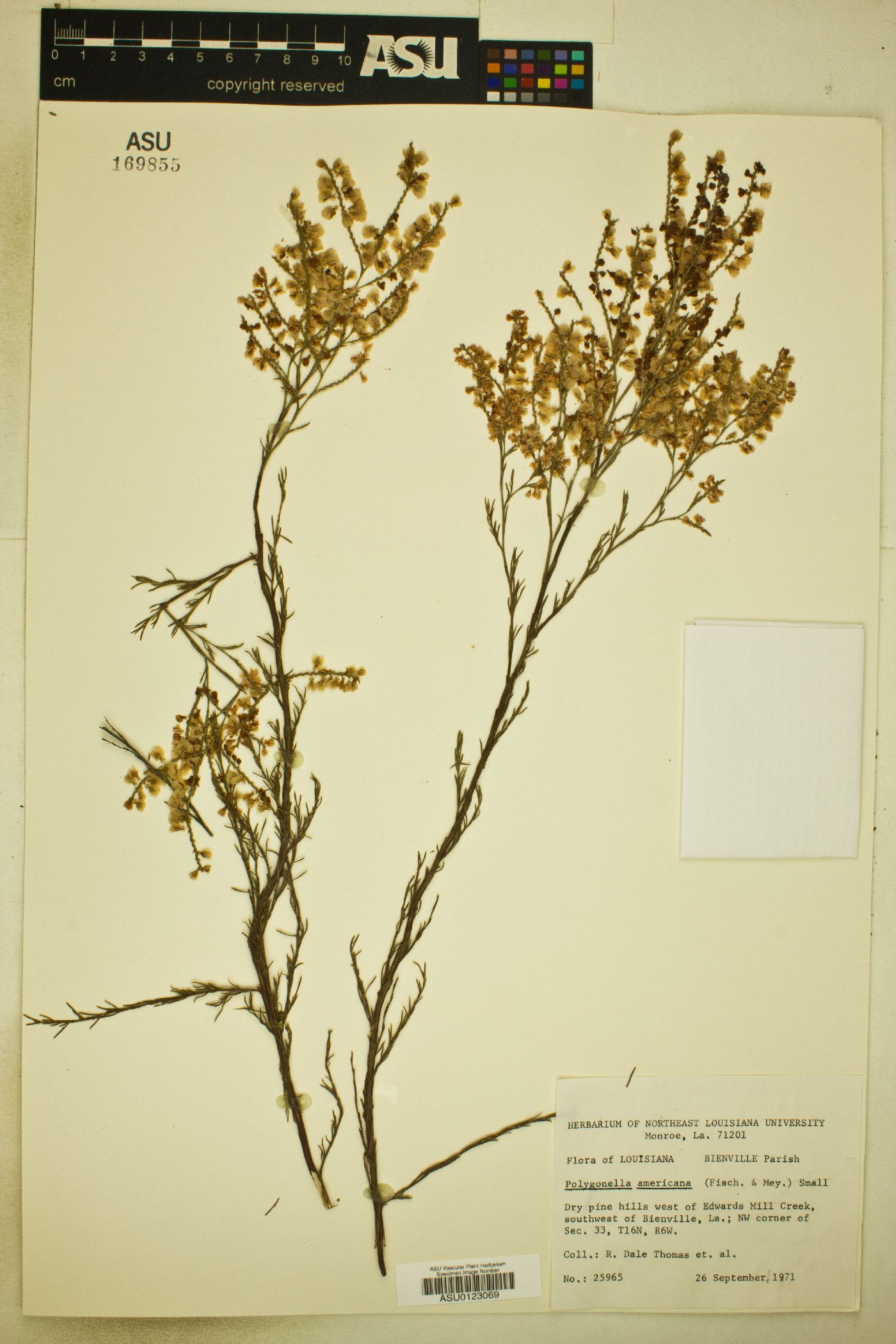 Polygonella americana image