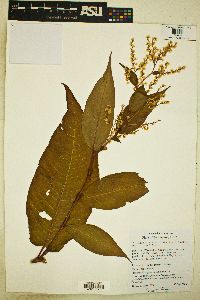 Persicaria wallichii var. wallichii image