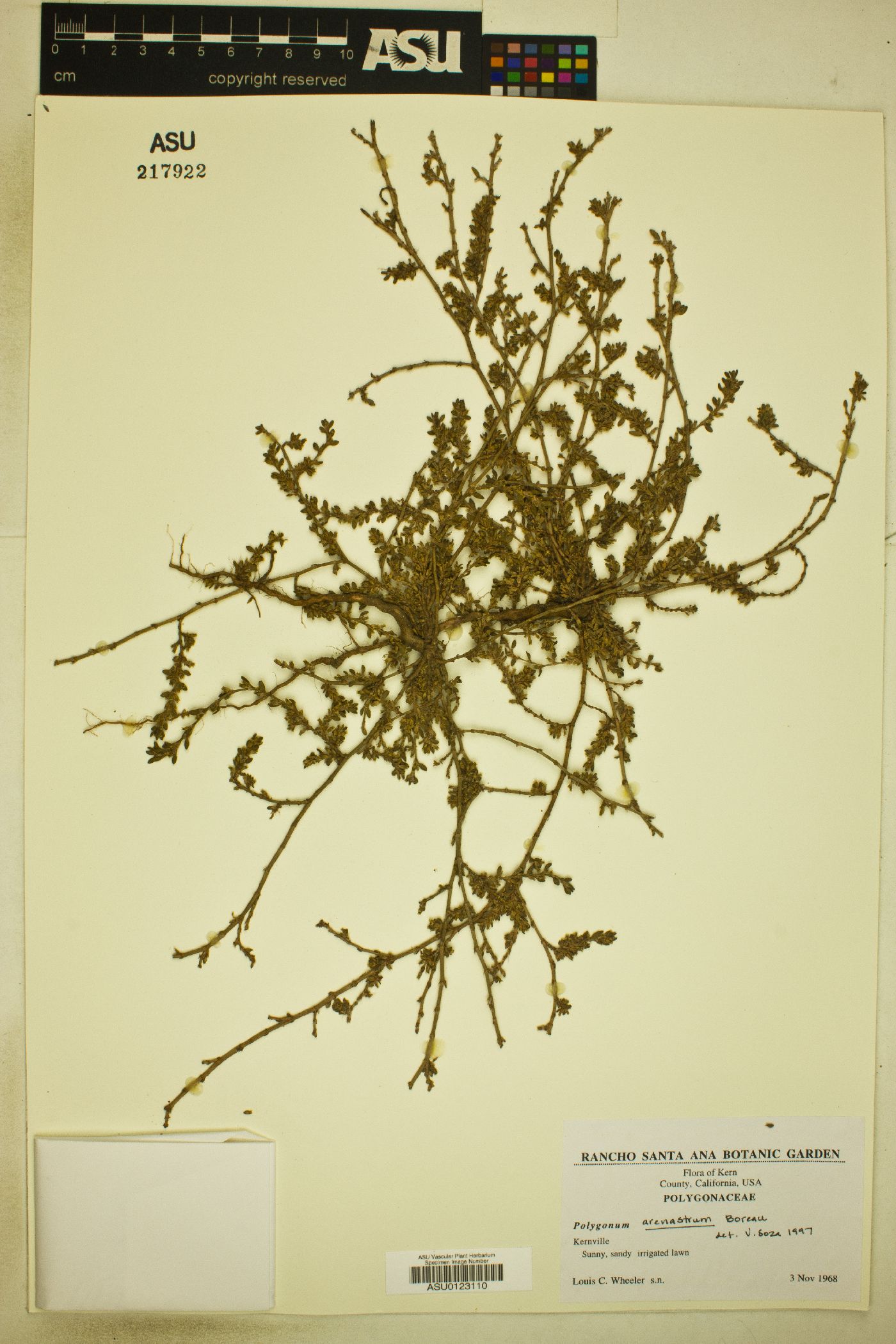 Polygonum arenastrum image