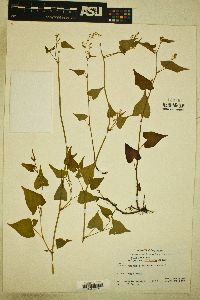 Fallopia cilinodis image