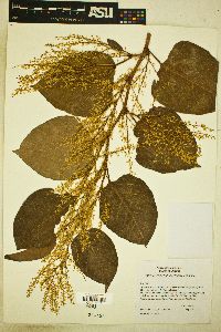 Reynoutria japonica image