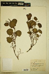 Reynoutria japonica image