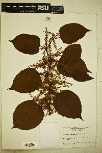 Reynoutria japonica image