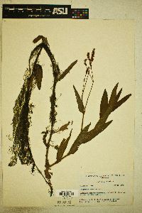 Image of Persicaria hirsuta
