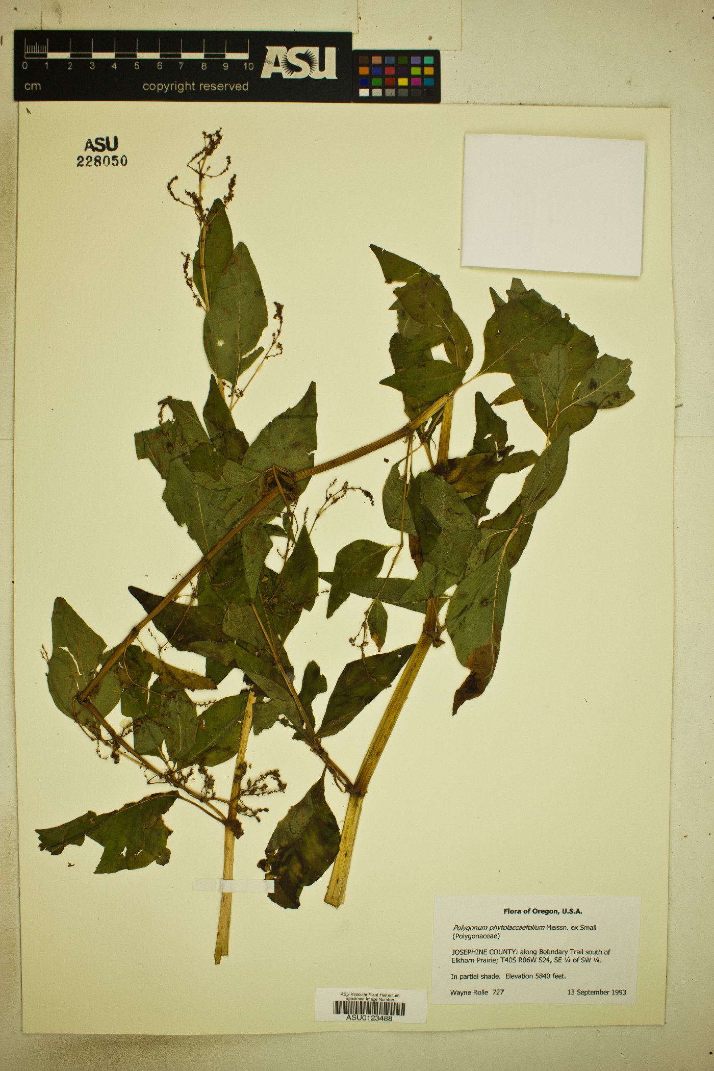 Polygonum phytolaccaefolium image