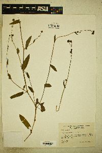 Polygonum sagittifolium image