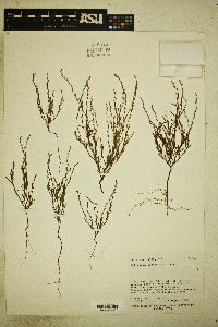 Polygonum sawatchense image