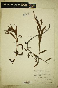 Persicaria setacea image