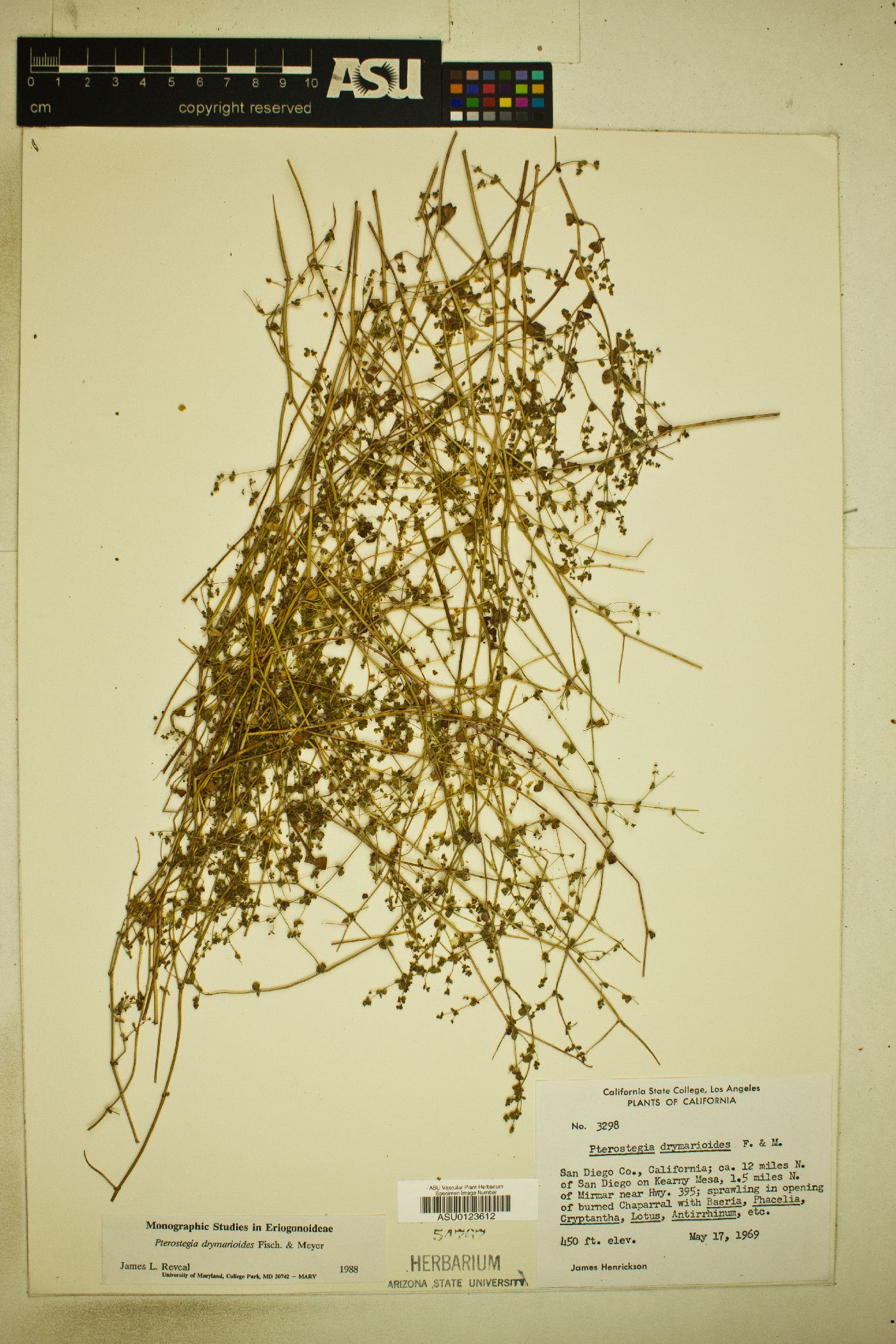 Pterostegia drymarioides image