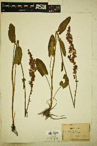 Rumex acetosa image