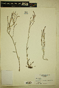 Rumex acetosella var. acetosella image