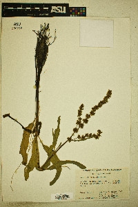 Image of Rumex chrysocarpus