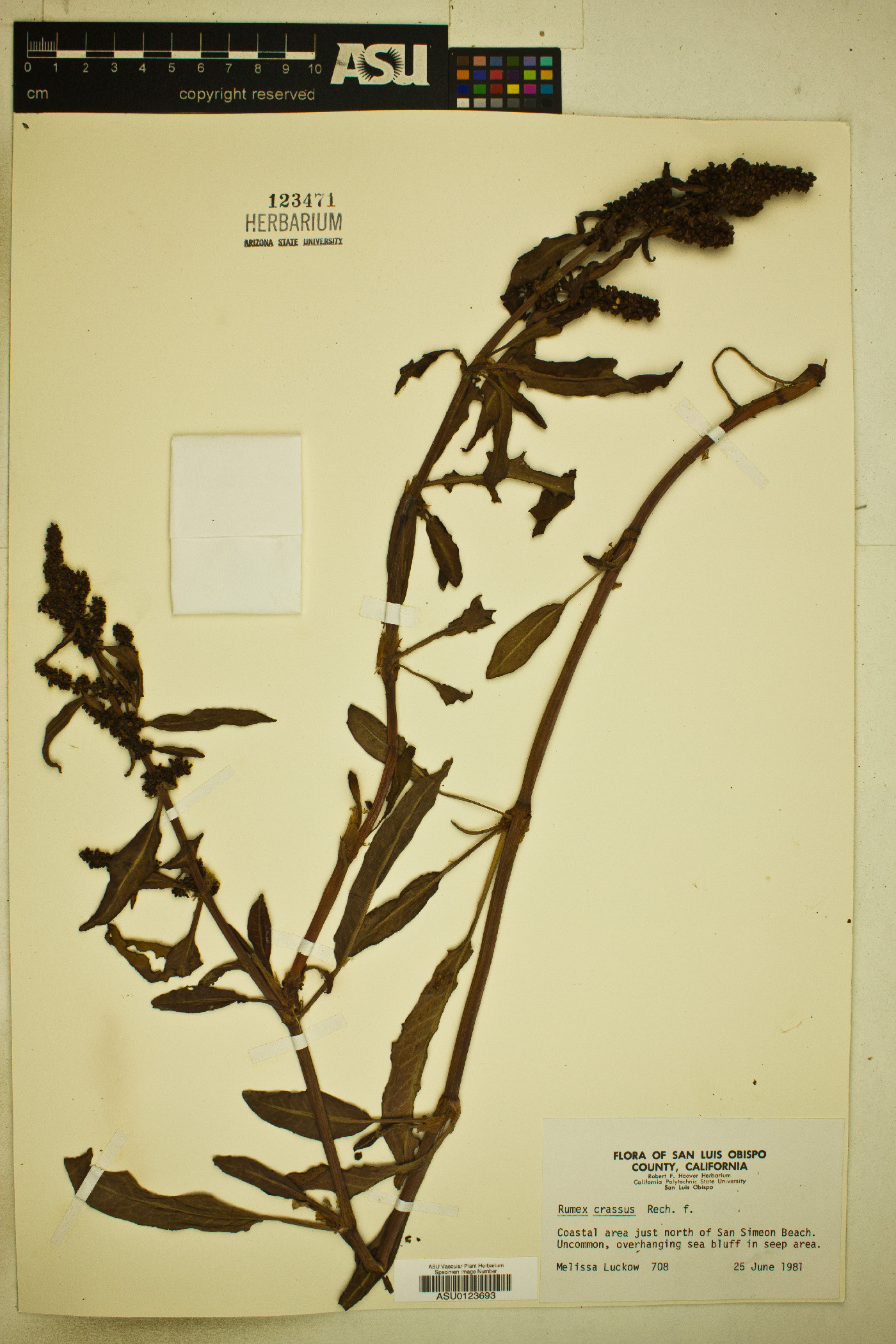 Rumex crassus image