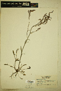 Rumex hastatulus image